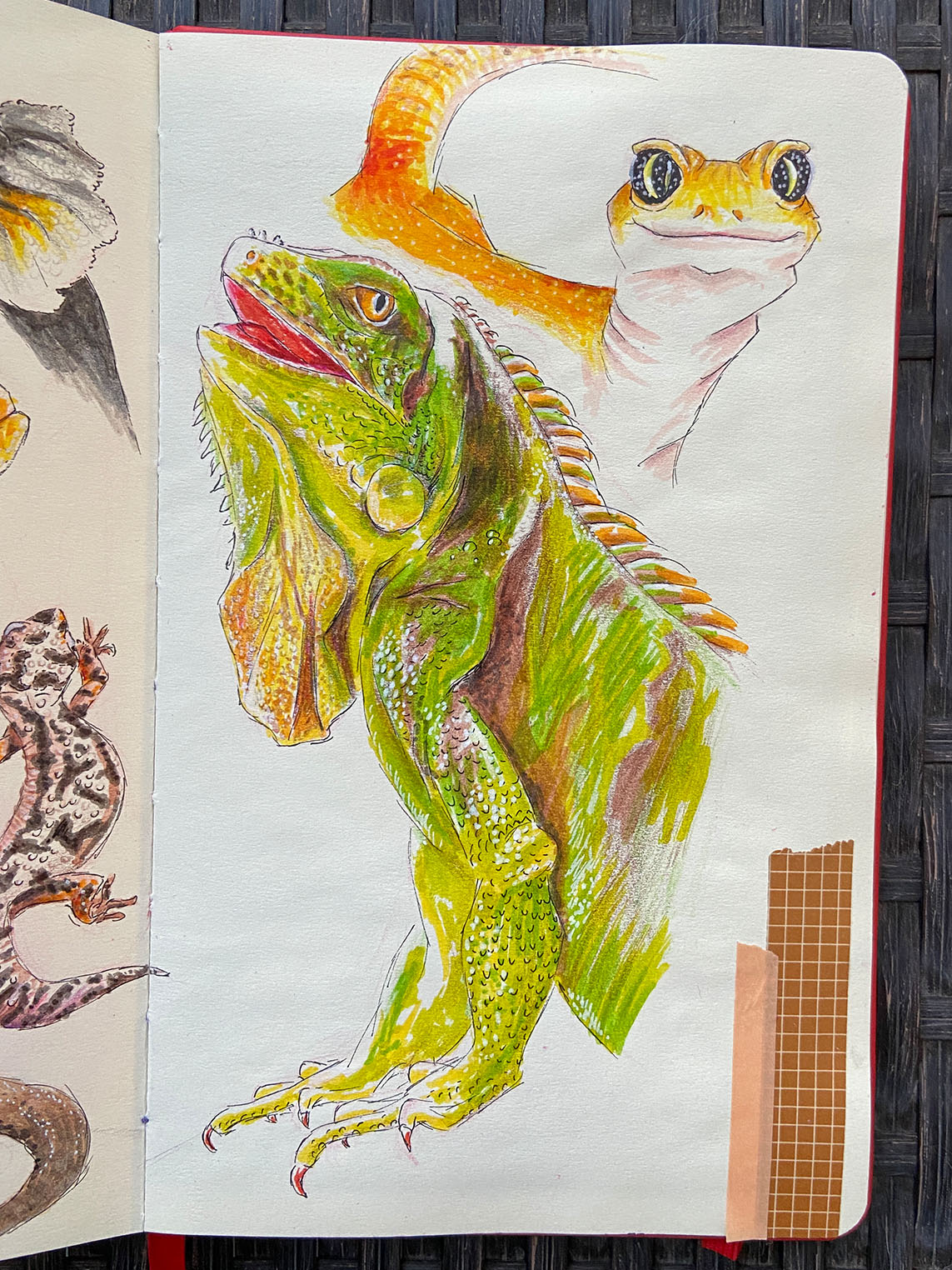 Reptile sketchbook drawings